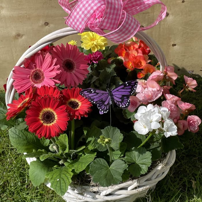 Kirk's Blooming Plant Basket