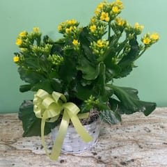 KALANCHOE PLANT-6"