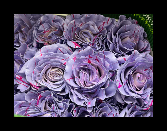 Lavender Picasso Roses
