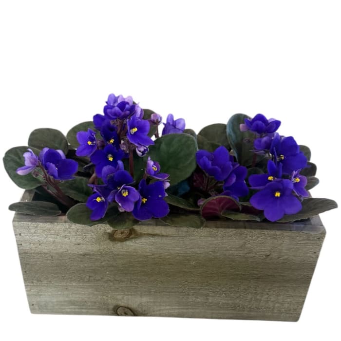 African Violets