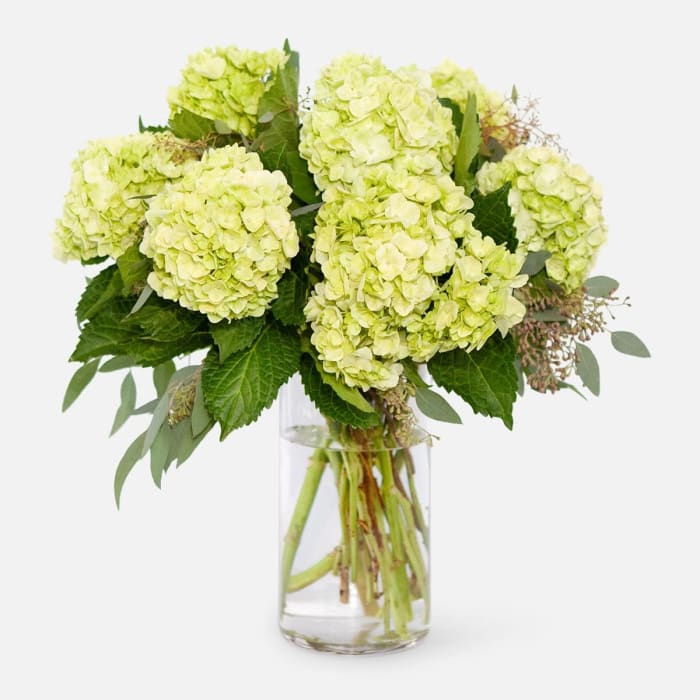 You Had Me at Hydrangea