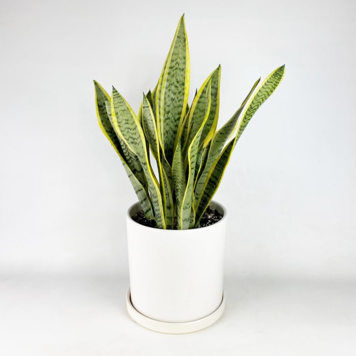 SANSEVIERIA (SNAKE PLANT)