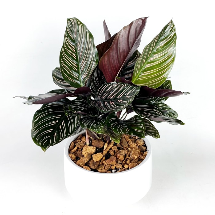 Calathea