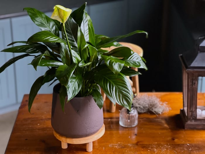 Peace Lily Plant