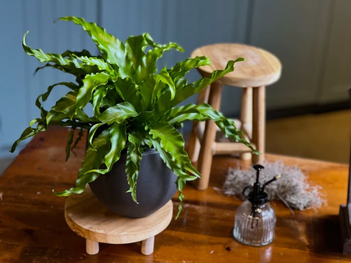 BIRD'S NEST FERN