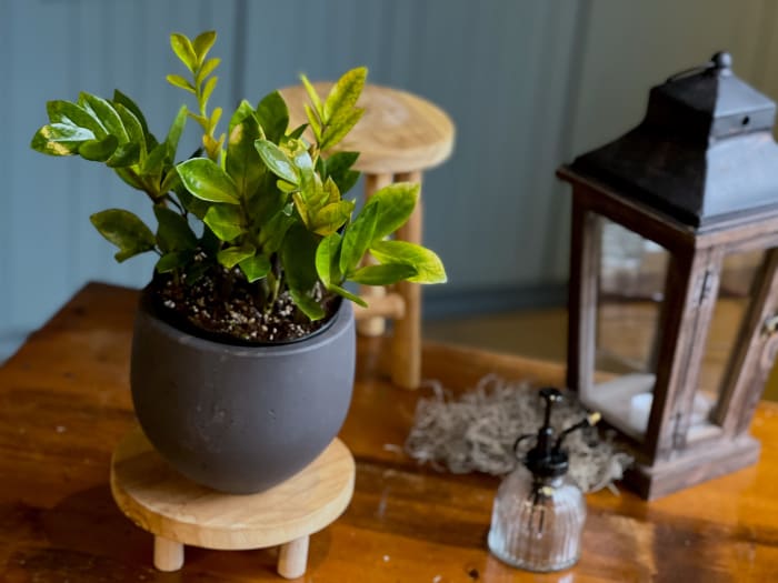 ZZ Plant Variegated