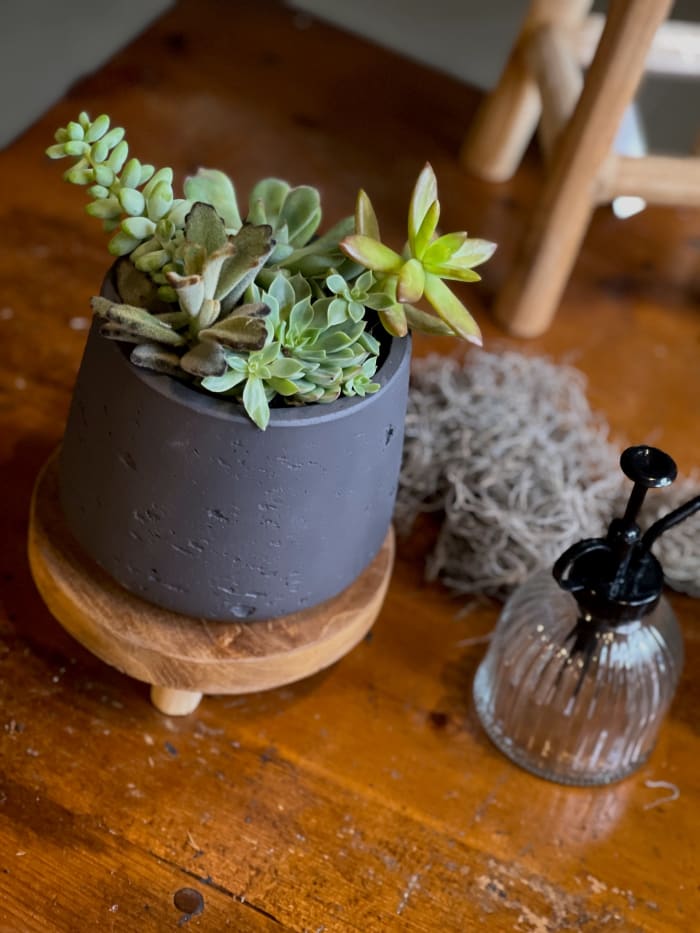 Mixed Succulent