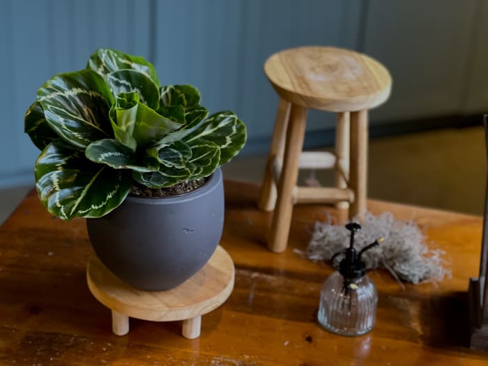 Calathea Northern