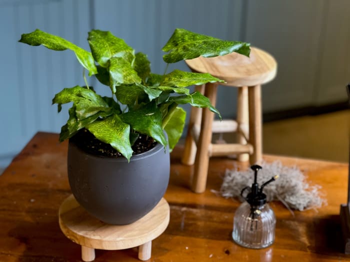 Plant 3