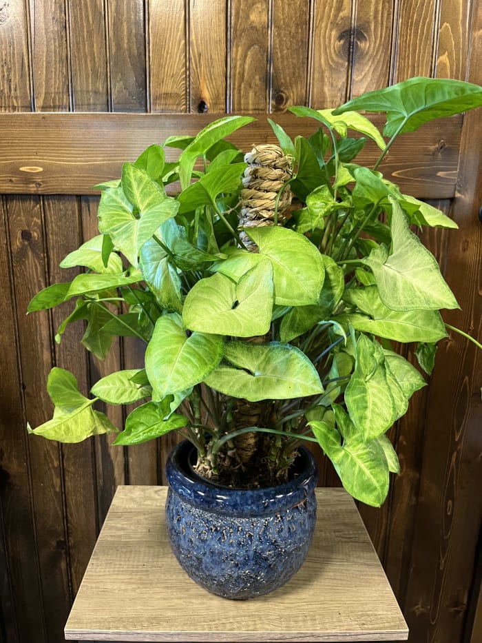 6" Nephithytis Plant