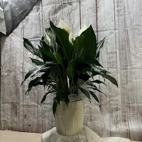 Peace lily in ceramic cross container