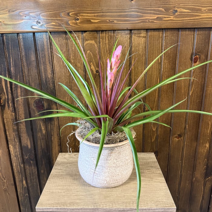 Pink Quill Bromeliad 6"