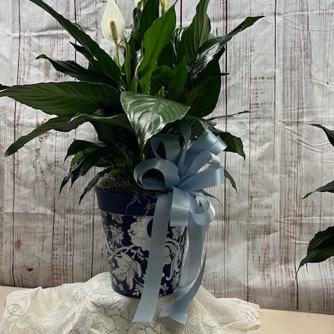 peace lily in Blue Pot