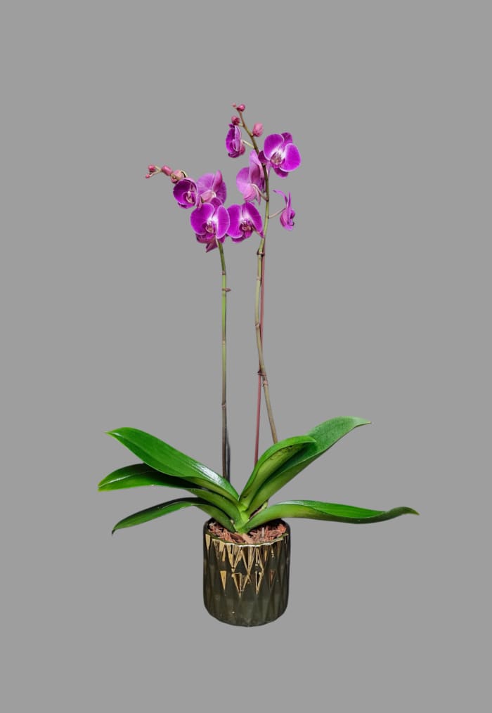 PO-3 Planta de orquídeas