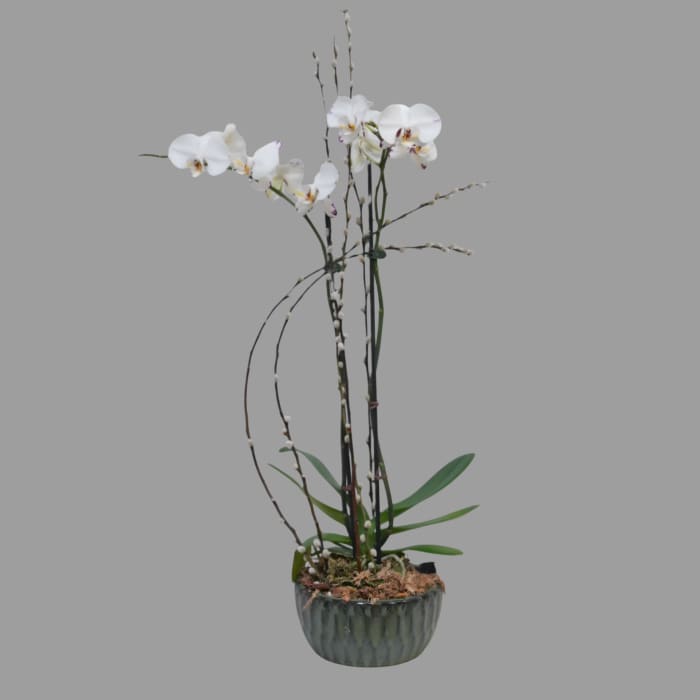 OP-4 Planta de orquídeas y pussy willow