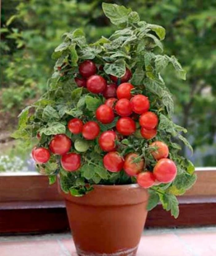 Potted Tomato Planter