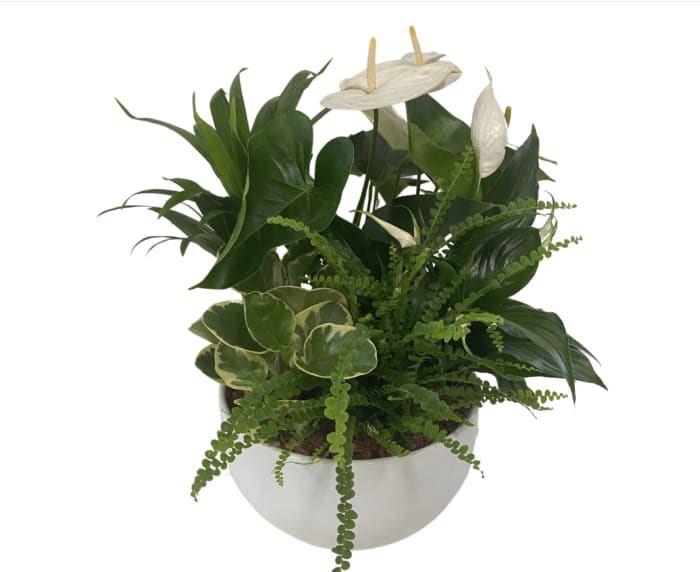 White XL Sympathy Planter