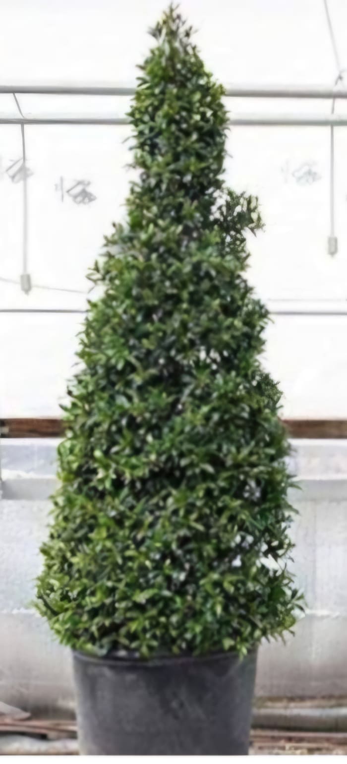 pla Eugenia Cone Tree