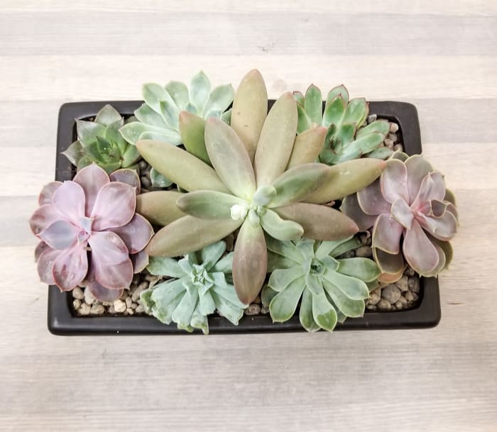 Succulent Dish Garden