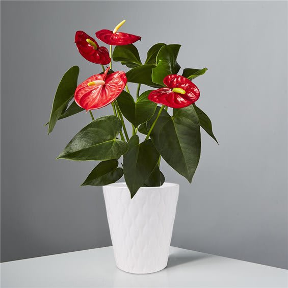 Anthurium Plant