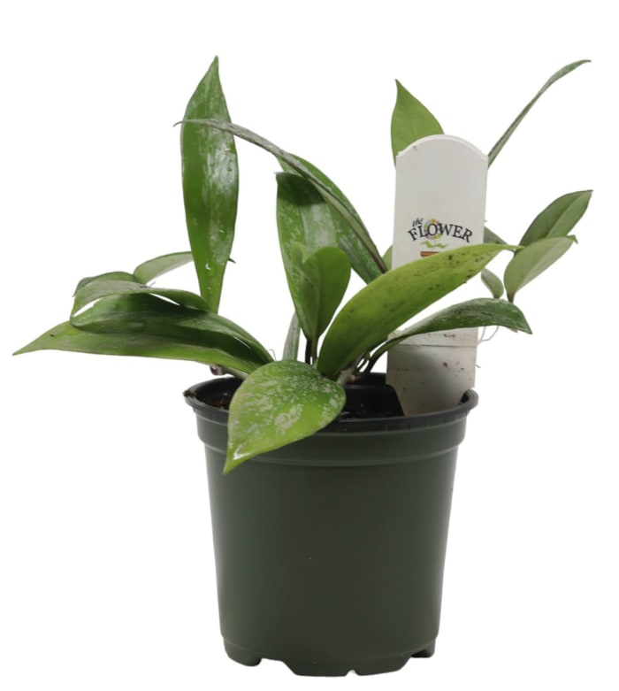 Hoya
