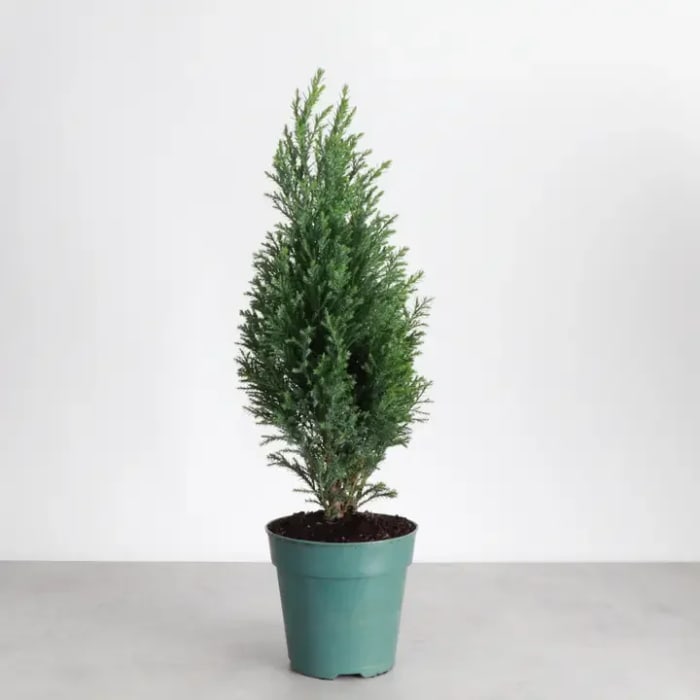 Cypress Tree