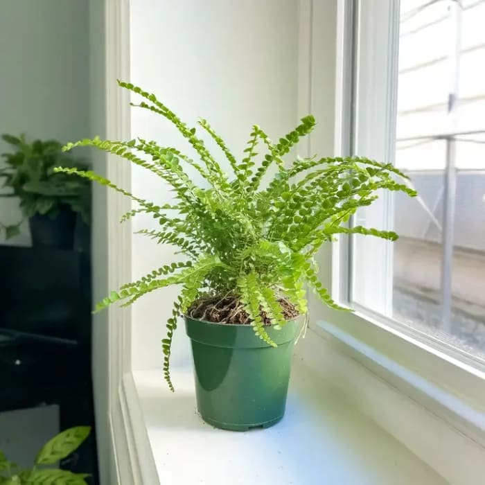 Lemon Fern