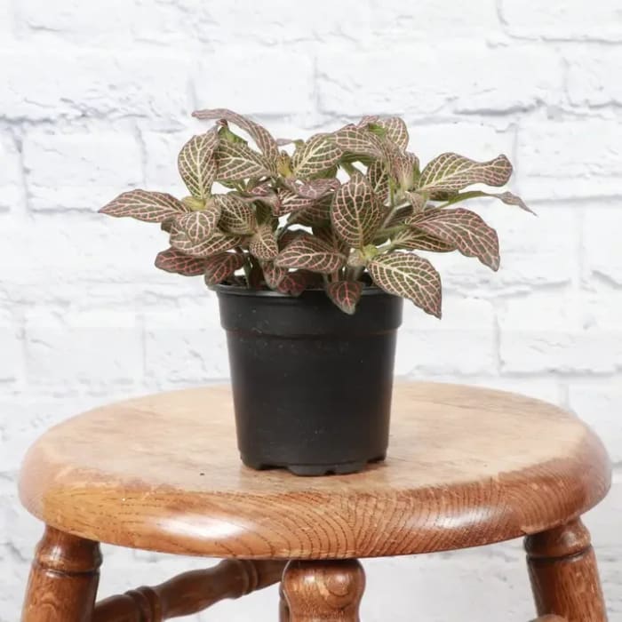 Nerve Plant