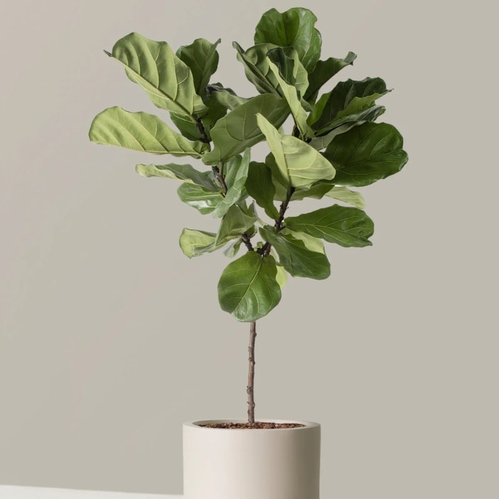 Fiddle Leaf Fig