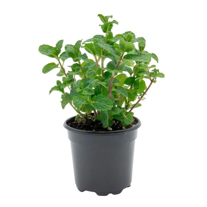 Peppermint Herb