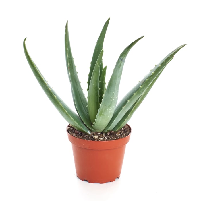 Aloe Vera