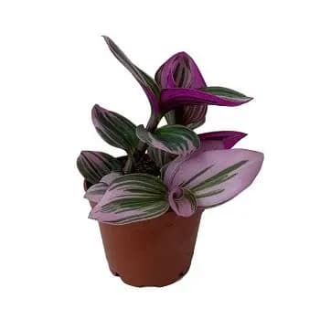 Tradescantia Bubblegum