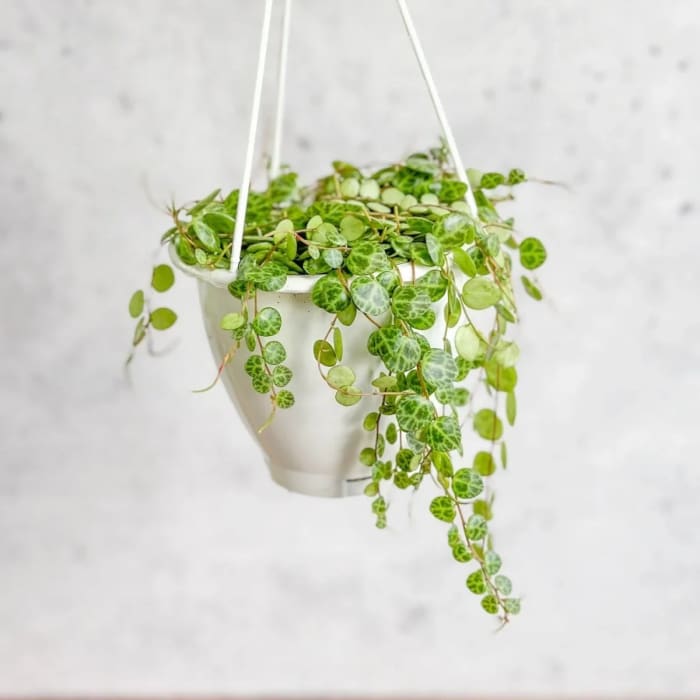 Peperomia