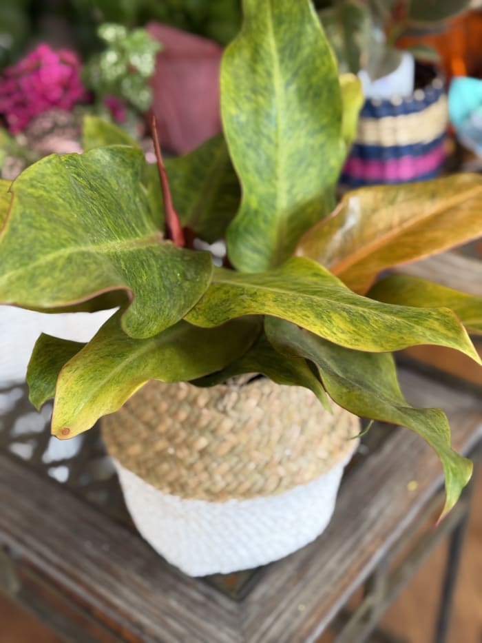 Tropical Boho