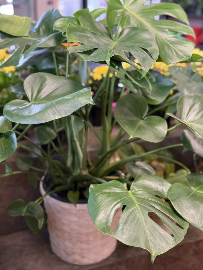 Monstera