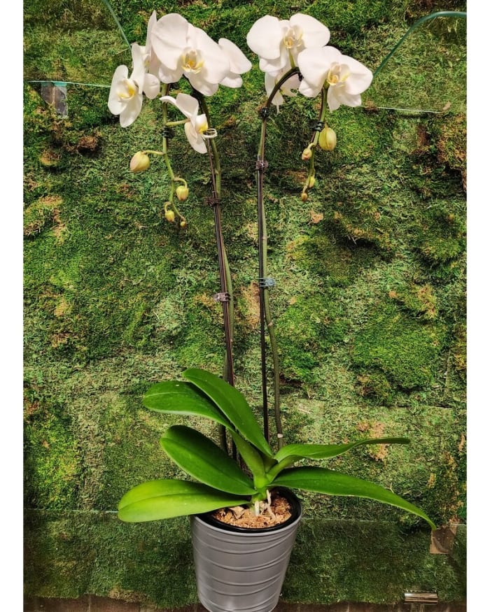 Orchid plant 6" white