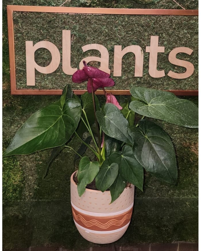6" Anthurium in terra cotta pot