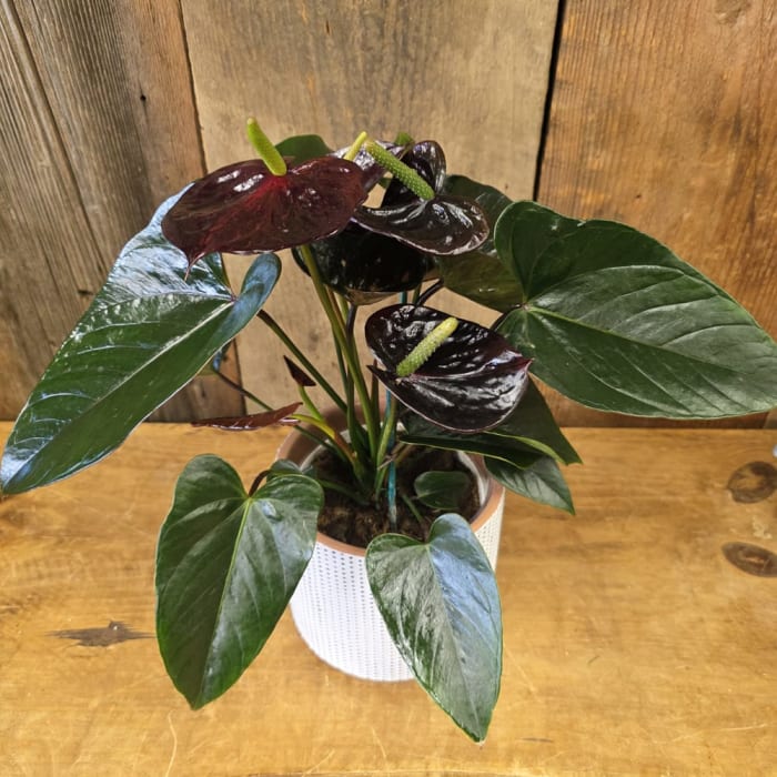 Black Anthurium 6"