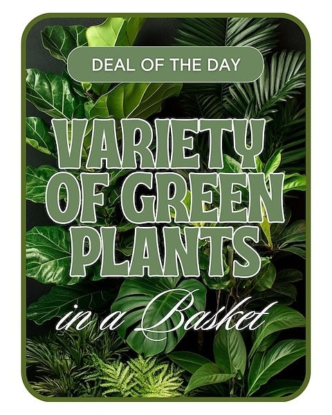 Designer's Choice - Variety of Green Plants