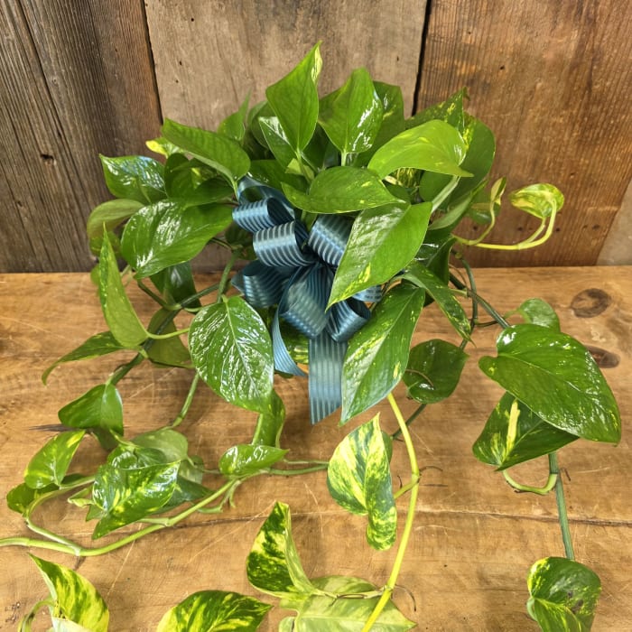 6 In Pothos GP GPP