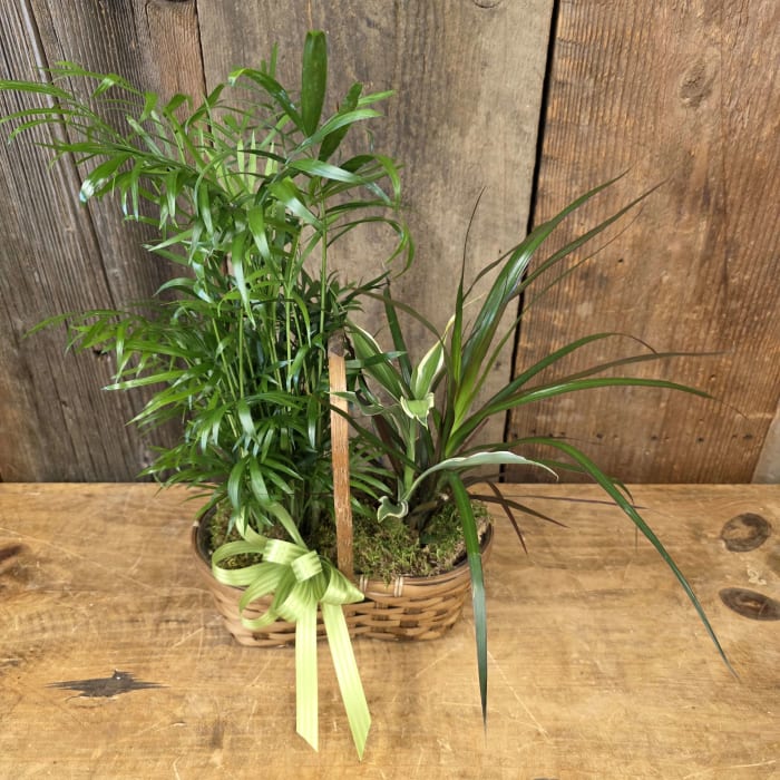 Basket Garden 3.9