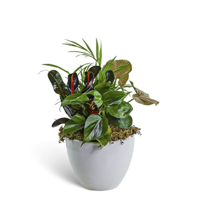 Dish Garden in Gray Ceramic