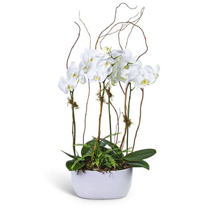 Fifth Avenue Triple Orchid