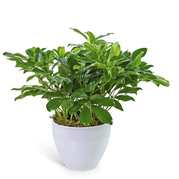 Arboricola Plant in Ceramic