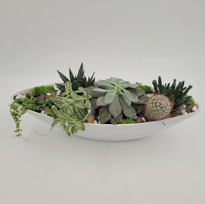 Succulent Harmony