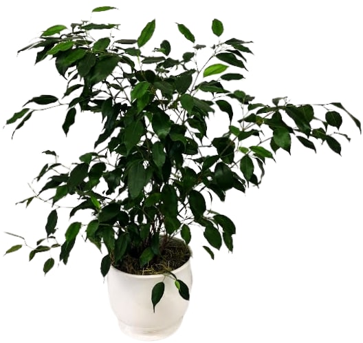 Ficus in a Elegant Ceramic Pot PL-8022