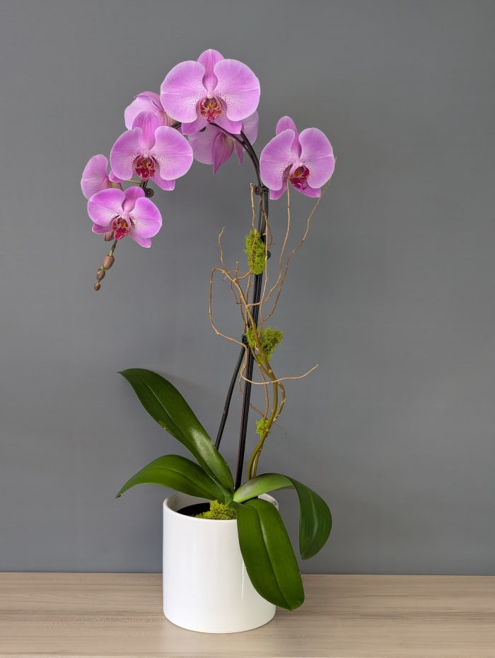 Single Stem 6" potted  Phalaenopsis Orchid