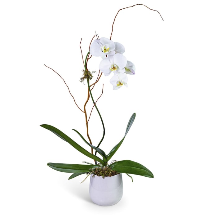 Whispering Phalaenopsis Orchid