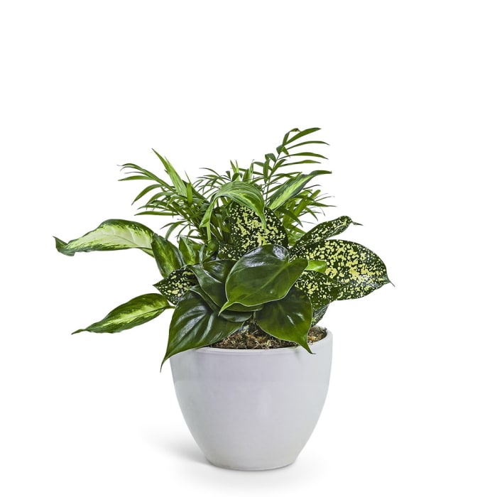 Serene Dish Garden