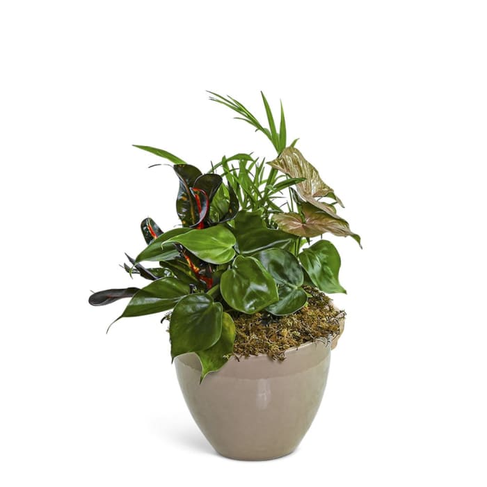 Dish Garden in Taupe Ceramic